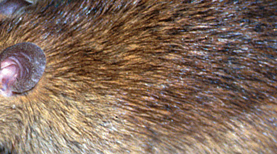 Unipest Pest Control in Santa Clarita: Your Local Experts in Rat Prevention