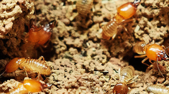 Are Termites Eating Away At All Of The Wood In Your Home?