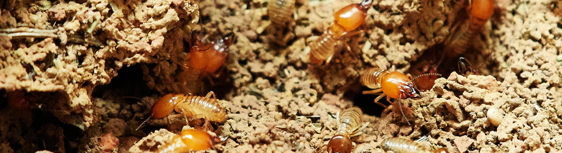 Termites - Unipest - Pest Control in Santa Clarita