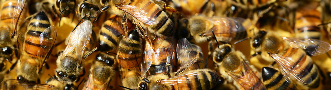Bees - Unipest - Pest Control in Santa Clarita
