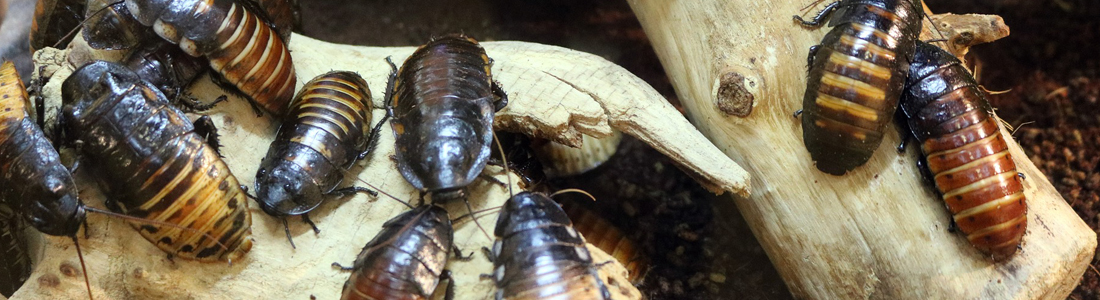 Roaches - UNIPEST - Santa Clarita Pest Control