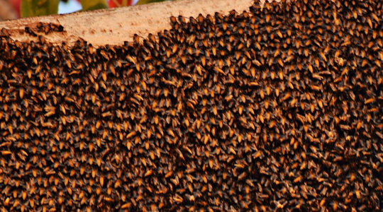 Unipest Pest Control In Santa Clarita Will Rid Any Pesky Bee Hives