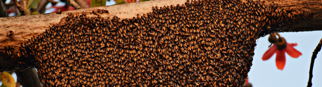 Bee Hive - Unipest - Pest Control in Santa Clarita