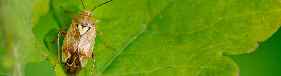 Beetles - UNIPEST - Santa Clarita Pest Control