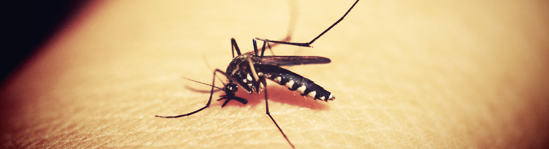 Mosquitoes - UNIPEST - Santa Clarita Pest Control