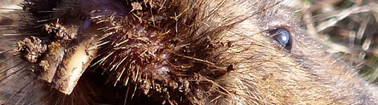 Unipest Are Officially The Best Pest Control Experts In Town