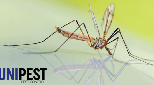 Enjoy A Mosquito-Free Haven With Unipest Pest Control