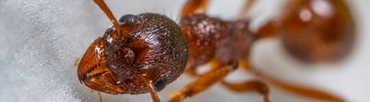 Keep Ants At Bay: Unipest Pest Control’s Guide To Ant Prevention