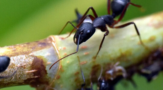 Is Your Home Being Invaded By Little Pests?