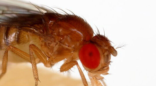 Unipest Ensures Pests Won’t Be A Problem Anymore